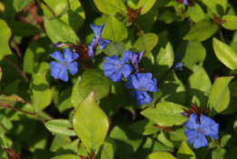 Ceratostigma plumbaginoidesLoodkruid bestellen